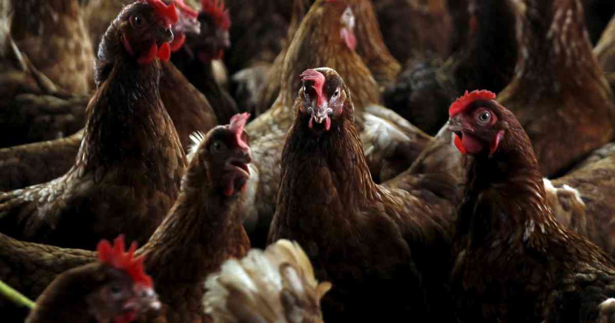 Alquilar gallinas, una tendencia que crece al ritmo del precio de los huevos en Estados Unidos